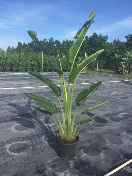 Travelers Palm (Ravenala madagascariensis) – Plantology USA