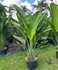 Travelers Palm (Ravenala madagascariensis) - Plantology USA - 4 - 5 Feet