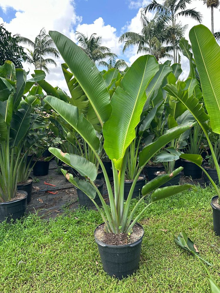 ravenala plant indoor Travelers Palm (Ravenala madagascariensis) – Plantology USA