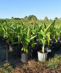 Travelers Palm (Ravenala madagascariensis) - Plantology USA - 5 - 6 Feet