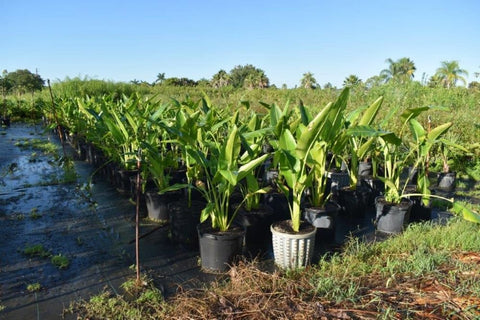 Travelers Palm (Ravenala madagascariensis) - Plantology USA - 5 - 6 Feet