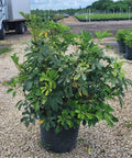 Umbrella Tree (Schefflera Arboricola 'Green') - PlantologyUSA - Large