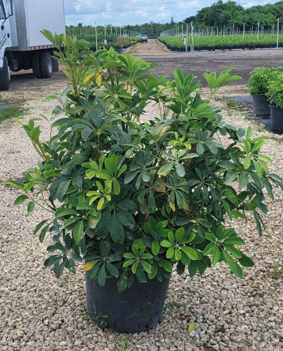 schefflera arboricola ableger Umbrella Tree (Schefflera Arboricola 'Green') – Plantology USA