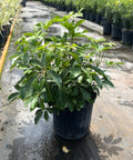 Umbrella Tree (Schefflera Arboricola 'Green') - PlantologyUSA - Medium