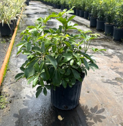 large schefflera arboricola Umbrella Tree (Schefflera Arboricola 'Green') – Plantology USA