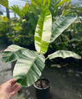 Variegated Banana Plant - Plantology USA - 3 Gallon