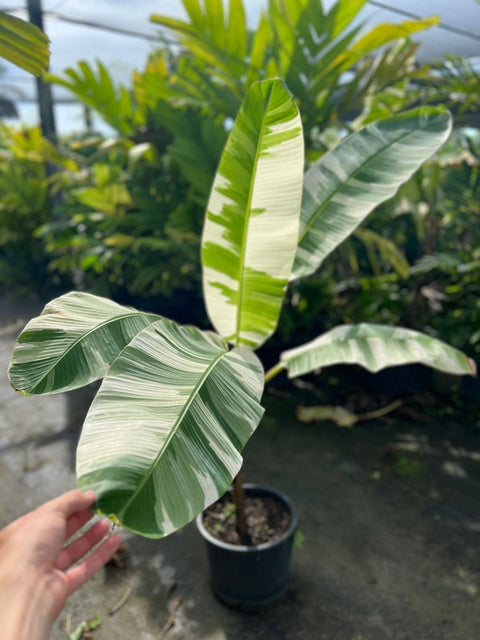 Variegated Banana Plant - Plantology USA - 3 Gallon