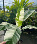 Variegated Banana Plant - Plantology USA - 7 Gallon