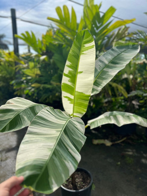 Variegated Banana Plant - Plantology USA - 7 Gallon