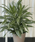 Warneckii Dracaena (Dracaena Warneckii) - Plantology USA - 3 Gallon