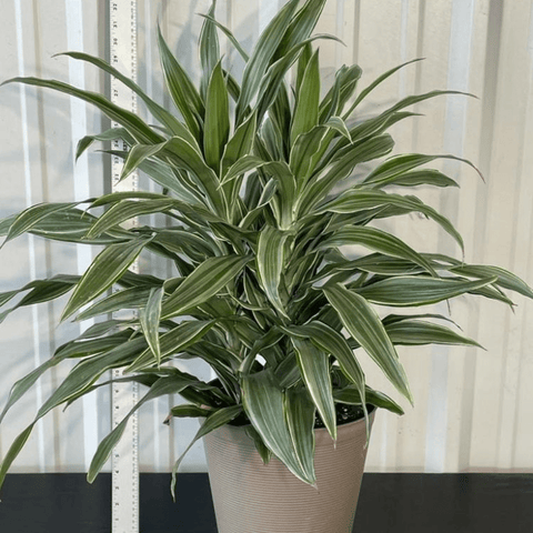 Warneckii Dracaena (Dracaena Warneckii) - Plantology USA - 3 Gallon