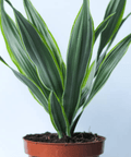 Warneckii Dracaena (Dracaena Warneckii) - Plantology USA - 3 Gallon