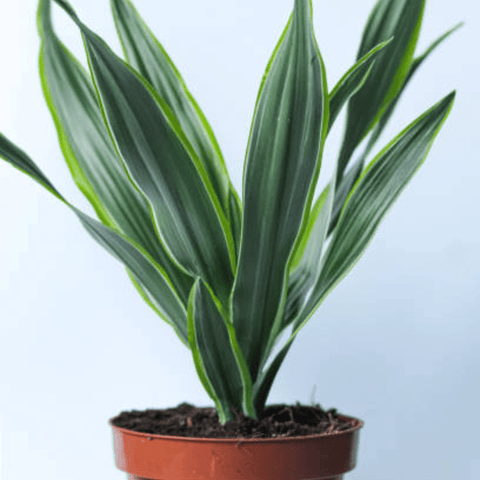 Warneckii Dracaena (Dracaena Warneckii) - Plantology USA - 3 Gallon