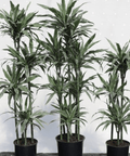 Warneckii Dracaena (Dracaena Warneckii) - Plantology USA - 3 Gallon