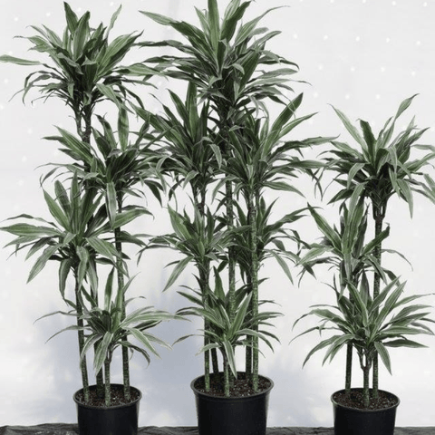 Warneckii Dracaena (Dracaena Warneckii) - Plantology USA - 3 Gallon