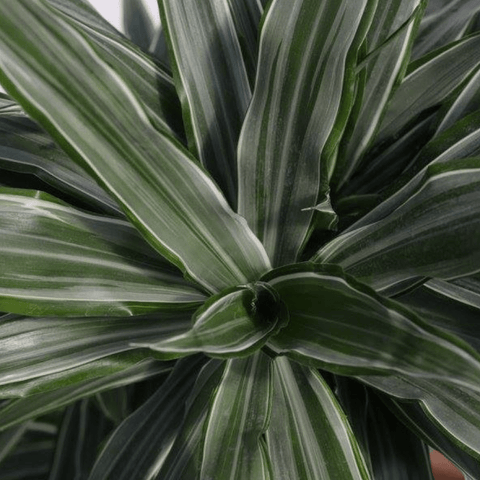 Warneckii Dracaena (Dracaena Warneckii) - Plantology USA - 3 Gallon