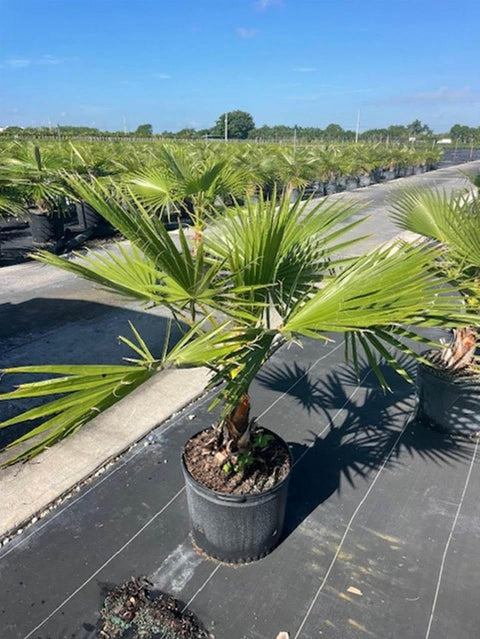 mexican palm plant Washingtonia Palm, Mexican Fan Palm (Washingtonia Robusta)