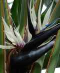 White Bird of Paradise + Pot (Gift Bundle) - Plantology USA - 5 - 6 Feet