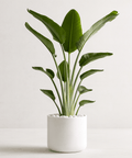 White Bird of Paradise (Strelitzia Nicolai) - Plantology USA - Grower's Pick 5 - 6 Feet