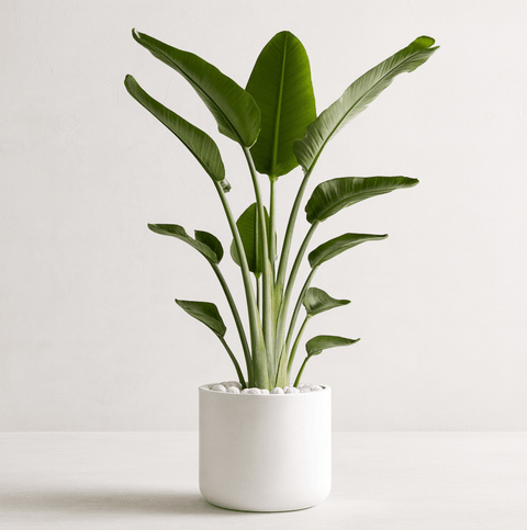 White Bird of Paradise (Strelitzia Nicolai) - Plantology USA - Grower's Pick 5 - 6 Feet