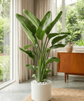 White Bird of Paradise (Strelitzia Nicolai) - Plantology USA - Instant Jungle 4 - 5 Feet
