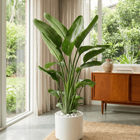 bird safe plants indoor White Bird of Paradise Plant - All Sizes Indoor/Outdoor