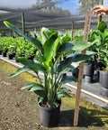 White Bird of Paradise (Strelitzia Nicolai) - Plantology USA - Medium 3 - 4 Feet