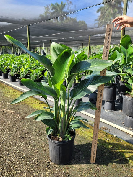 White Bird of Paradise (Strelitzia Nicolai)