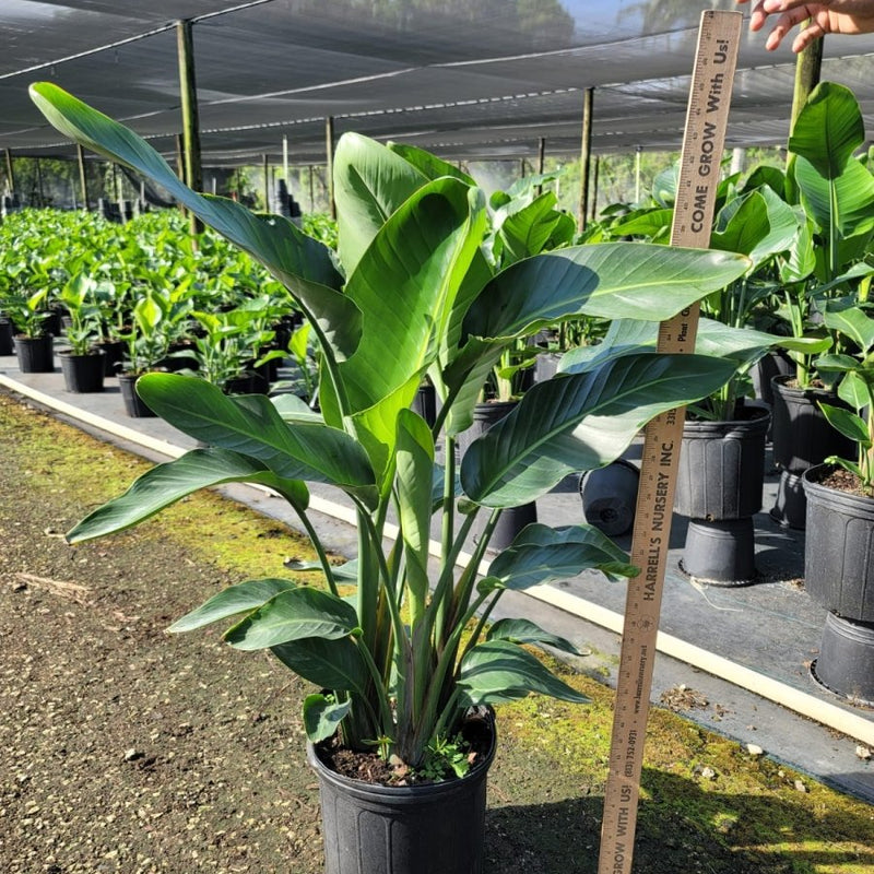 White Bird of Paradise (Strelitzia Nicolai)