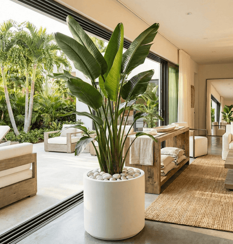 White Bird of Paradise (Strelitzia Nicolai) - Plantology USA - Showstopper 6 Feet+