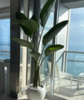 White Bird of Paradise (Strelitzia Nicolai) - Plantology USA - XXL 6 Feet+