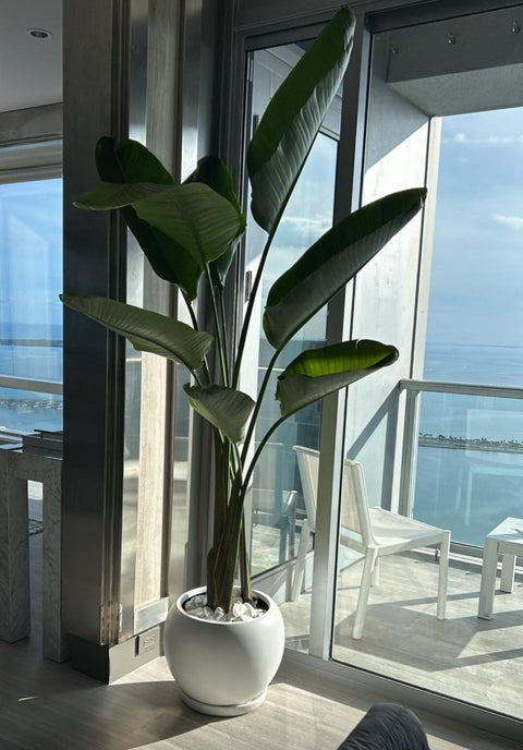 white bird plant indoor White Bird of Paradise (Strelitzia Nicolai)