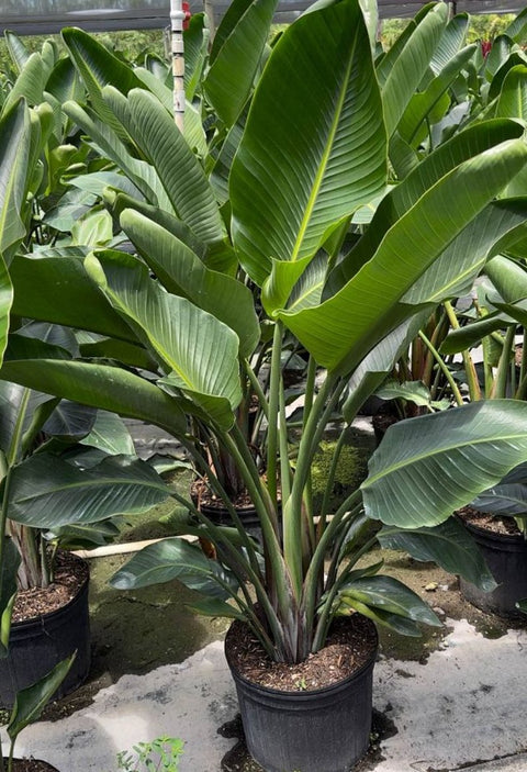white bird of paradise house plant White Bird of Paradise (Strelitzia Nicolai)