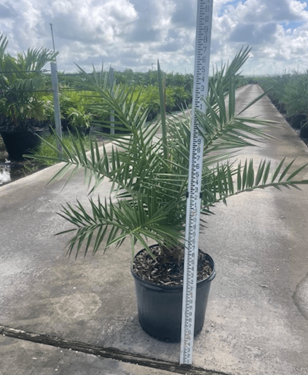 plants of steel palm Wild Date Palm, Phoenix Sylvester for Sale