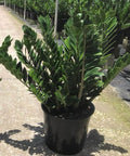 ZZ Plant (Zamioculcas Zamiifolia) - Plantology USA - Grower's Pick 7 Gallon