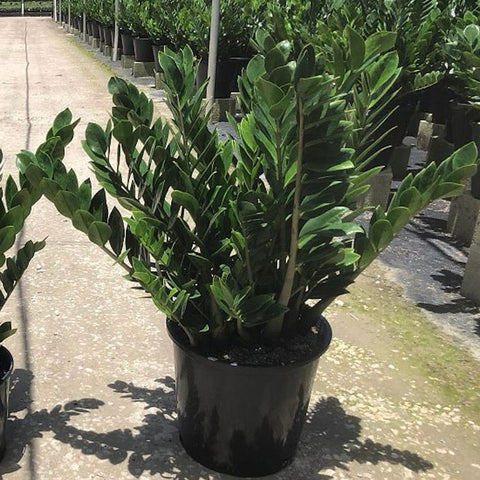 ZZ Plant (Zamioculcas Zamiifolia) - Plantology USA - Grower's Pick 7 Gallon