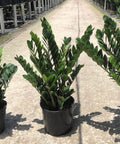 ZZ Plant (Zamioculcas Zamiifolia) - Plantology USA - Large 2 - 3 Feet