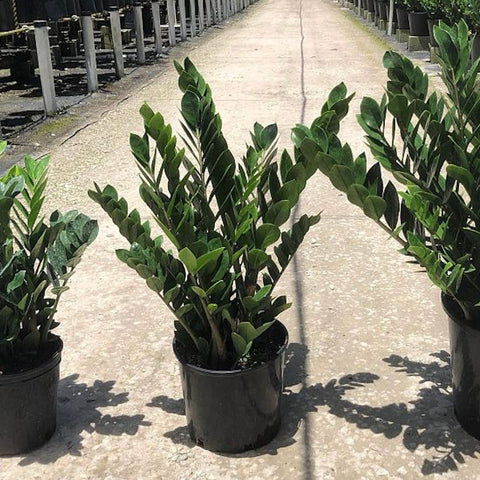 ZZ Plant (Zamioculcas Zamiifolia) - Plantology USA - Large 2 - 3 Feet