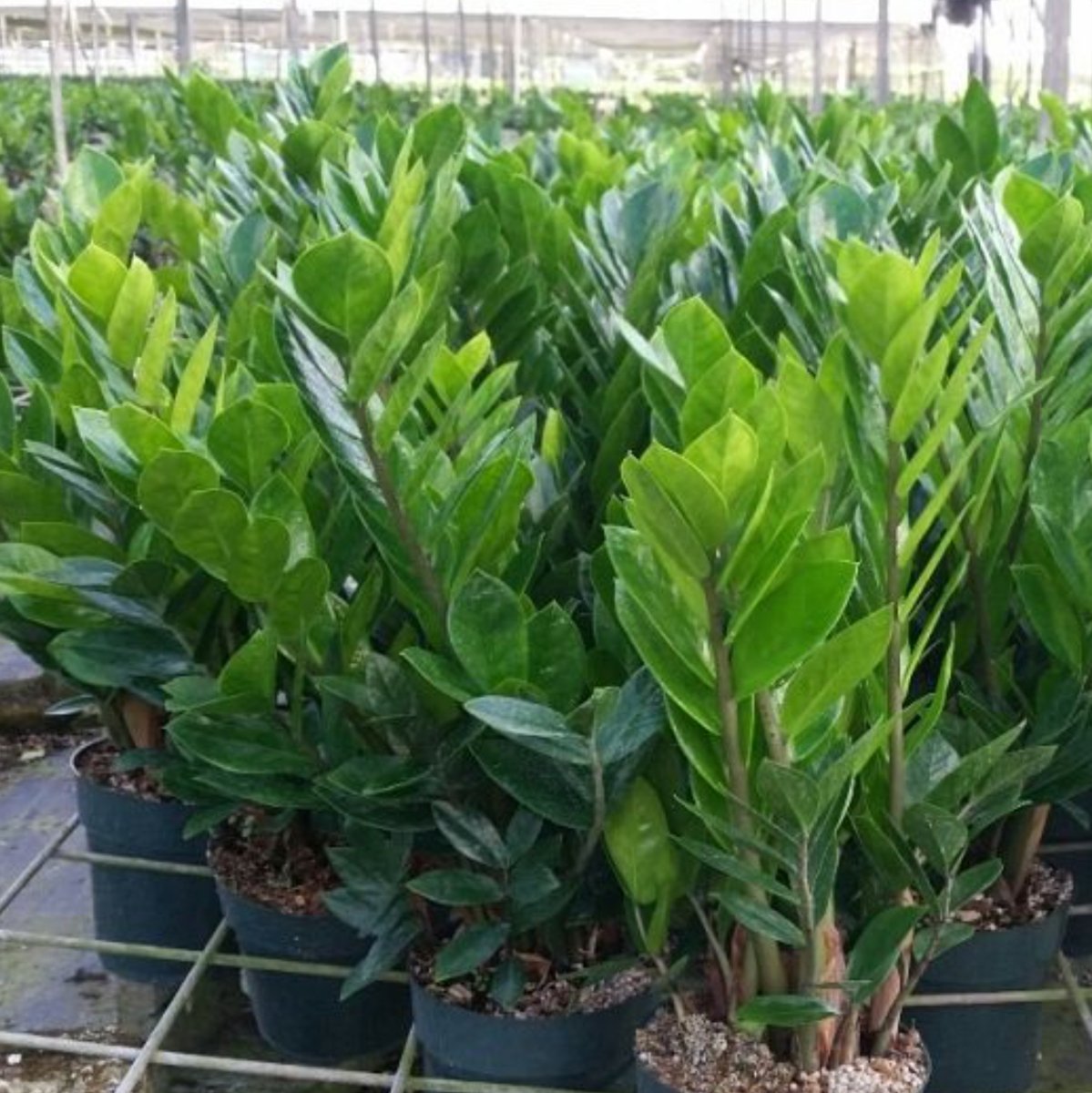 ZZ Plant for Sale | PlantologyUSA.com – Plantology USA
