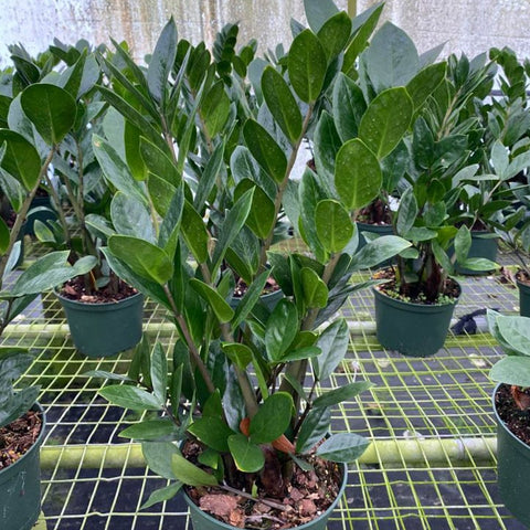 ZZ Plant (Zamioculcas Zamiifolia) - Plantology USA - Small 8 Inches