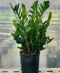 ZZ Plant (Zamioculcas Zamiifolia) - Plantology USA - Small 8 Inches