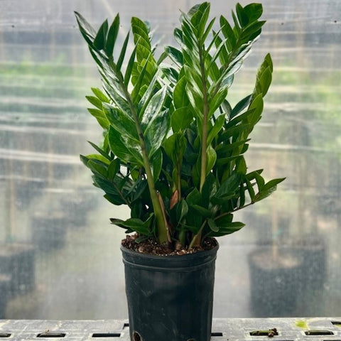 ZZ Plant (Zamioculcas Zamiifolia) - Plantology USA - Small 8 Inches