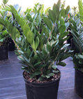 ZZ Plant (Zamioculcas Zamiifolia) - Plantology USA - Small 8 Inches