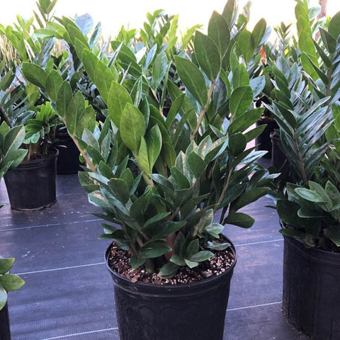 ZZ Plant (Zamioculcas Zamiifolia) - Plantology USA - Small 8 Inches