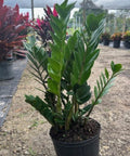 ZZ Plant (Zamioculcas Zamiifolia) - Plantology USA - Small 8 Inches