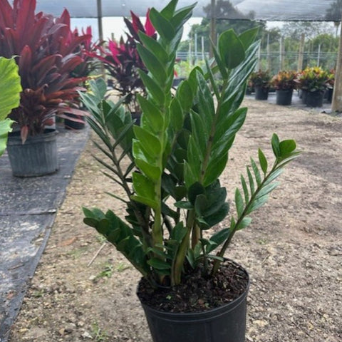 ZZ Plant (Zamioculcas Zamiifolia) - Plantology USA - Small 8 Inches