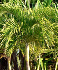 Adonidia Palm Double - Christmas Palm (Adonidia merrillii) from Plantology USA 03
