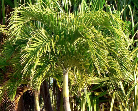Adonidia Palm Double - Christmas Palm (Adonidia merrillii) from Plantology USA 03