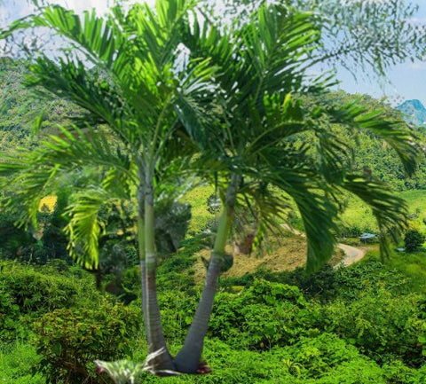 Adonidia Palm Double - Christmas Palm (Adonidia merrillii) from Plantology USA 01