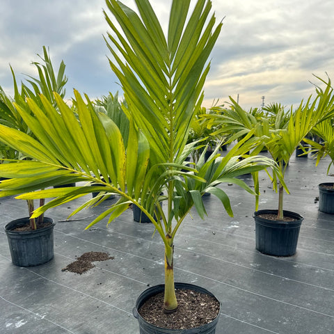 Adonidia Palm Single - Christmas Palm (Veitchia merrillii)